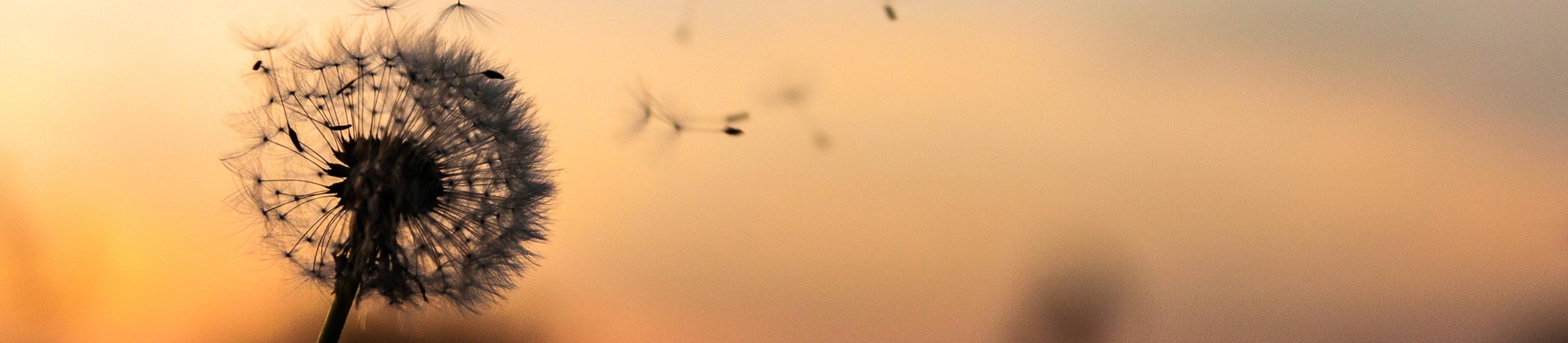 dandelion