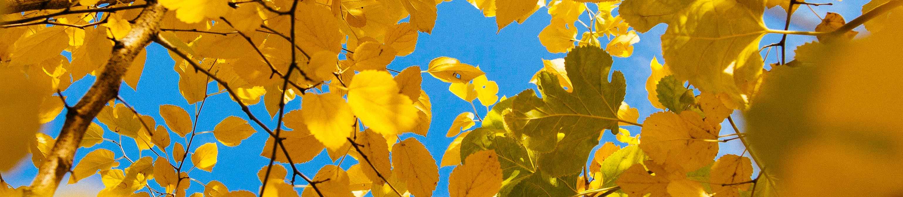 leaves